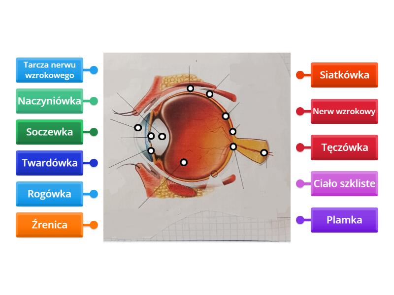 Budowa oka - Labelled diagram