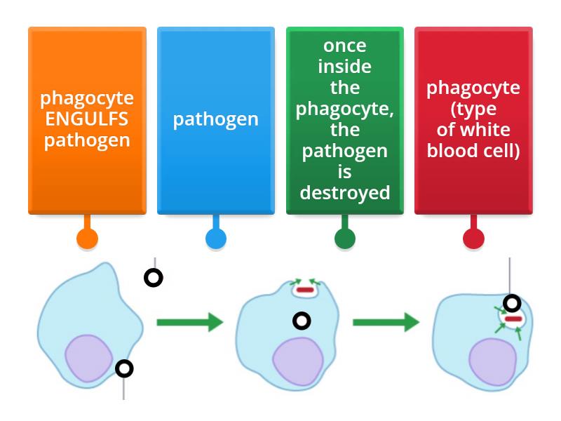 Phagocytes Label - Labelled Diagram