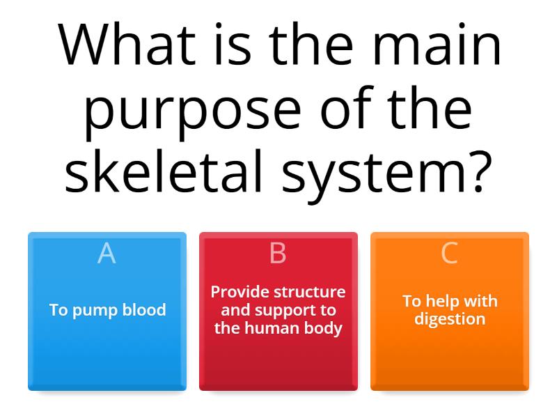 Skeletal system test