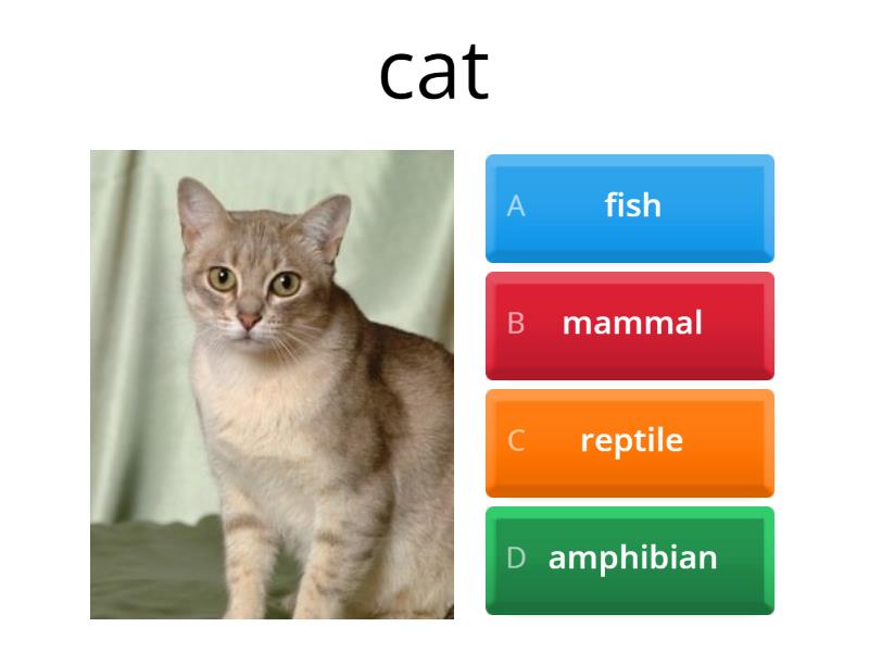 Mammals, Reptiles, Amphibians, Fishes, Birds And Bugs - Quiz