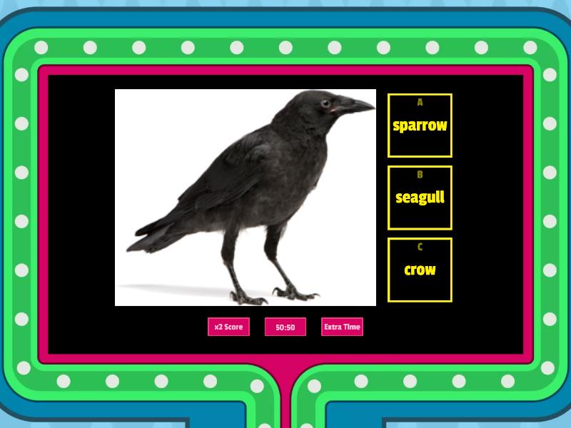 Birds Game! - Gameshow Quiz