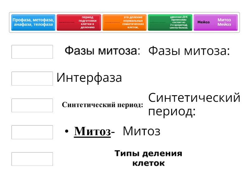 Митоз - Сопоставить