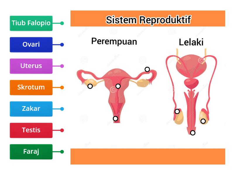 Pendidikan Kesihatan Tahun 5 Sistem Reproduktif Manusia Labelled Diagram