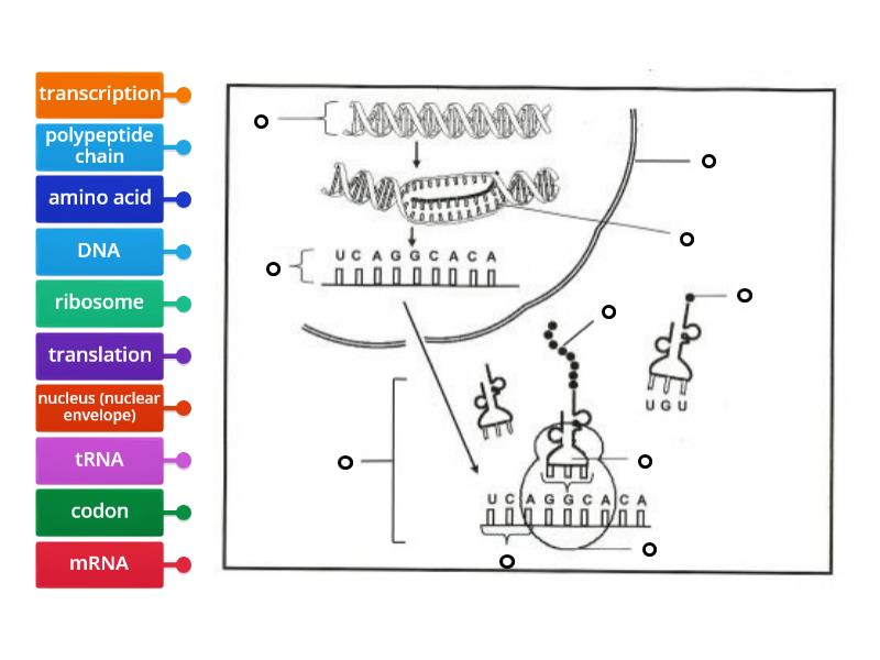 Protein Synthesis Label Diagram Labelled Diagram