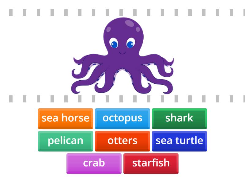Sea animals - Find the match