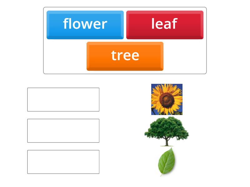 EDU1A - TREES - Match up