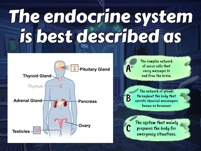 The Endocrine System Quiz Cuestionario
