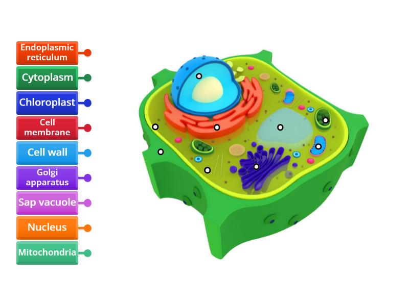 Plant Cell - Labelled Diagram