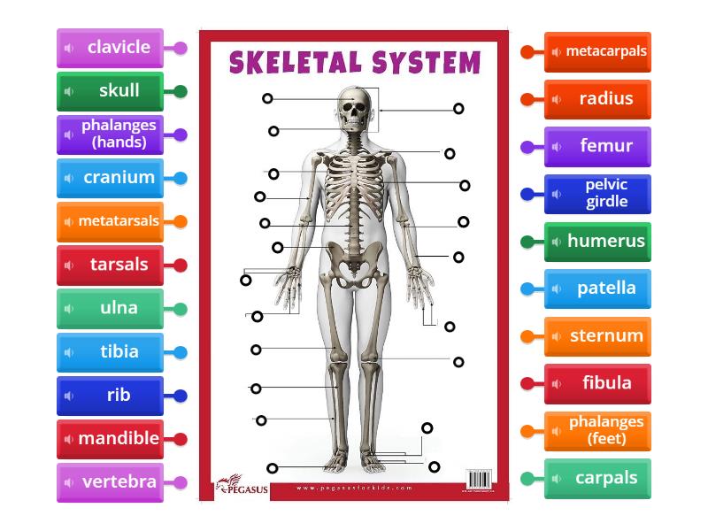 SCI - L6 -Skeletal System - Labelled diagram