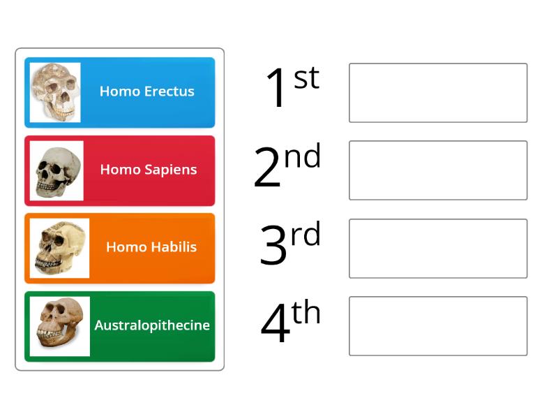 Hominids - Rank Order