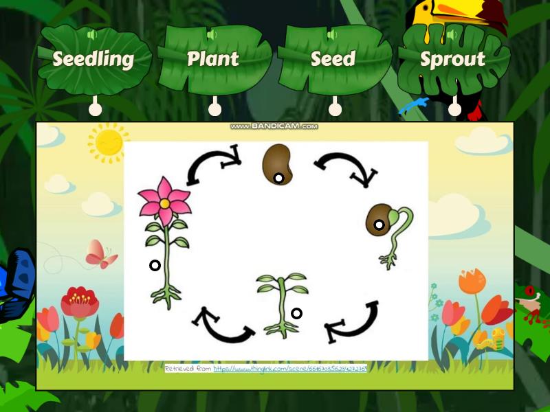 Life Cycle of Plants - Labelled diagram