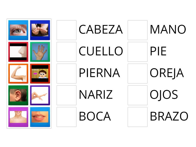 Une Las Partes Del Cuerpo Con Su Nombre Match Up