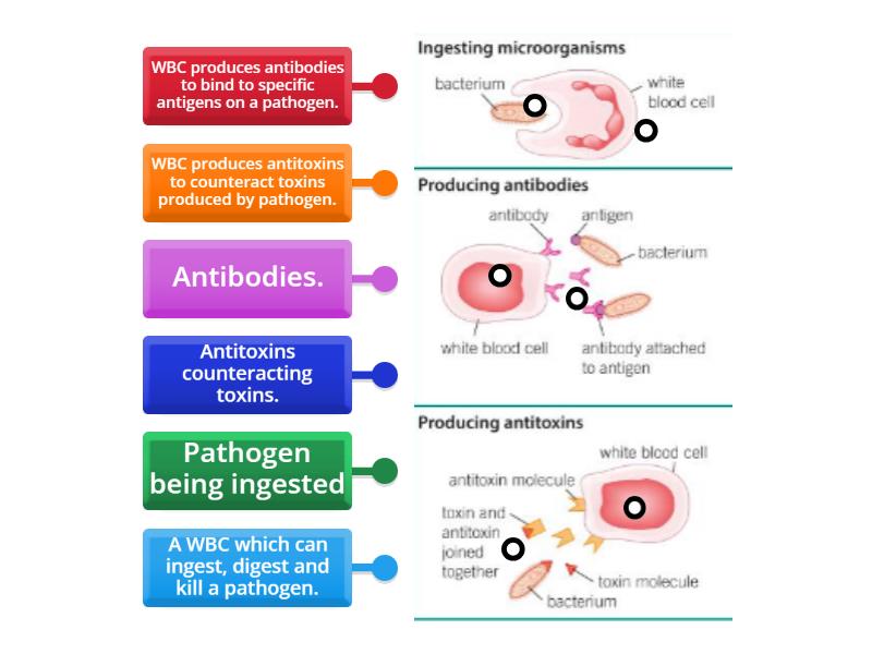 how-do-white-blood-cells-protect-us-new-picture-labelled-diagram