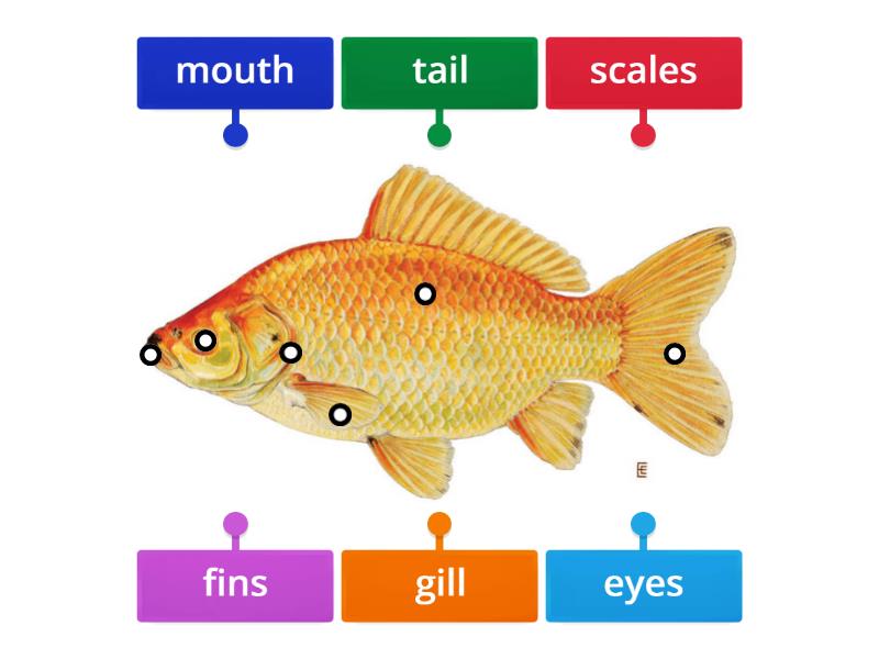 name body parts of a fish