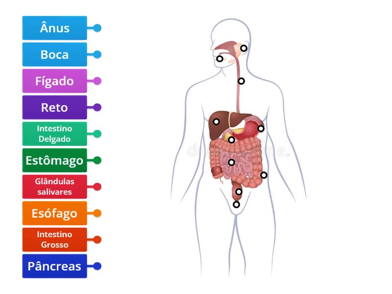 Morfologia do sistema digestivo imagem com legenda