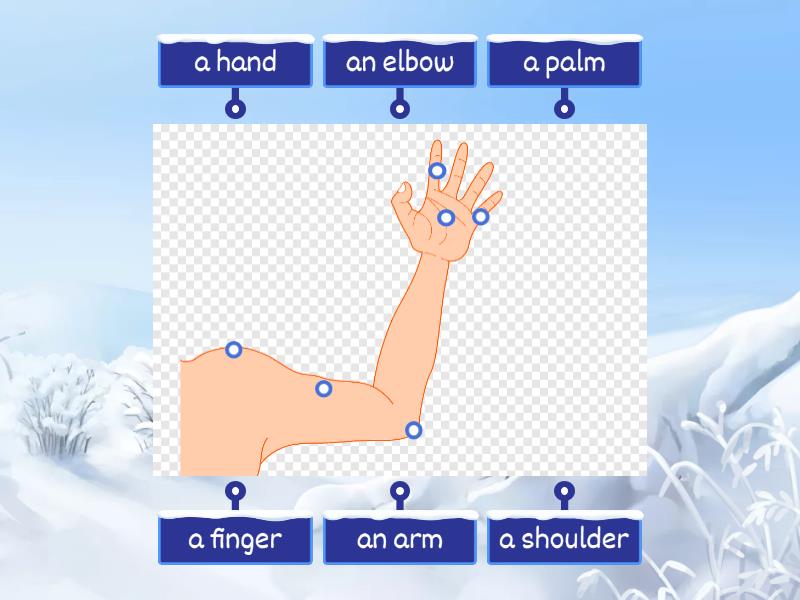 arm - Labelled diagram