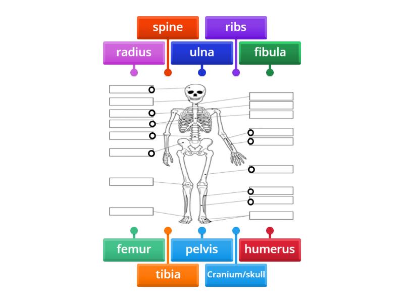 Grade 4 Skeleton - Labelled diagram