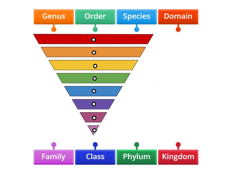 Linnaean Taxonomy: Levels of Classification - Labelled diagram