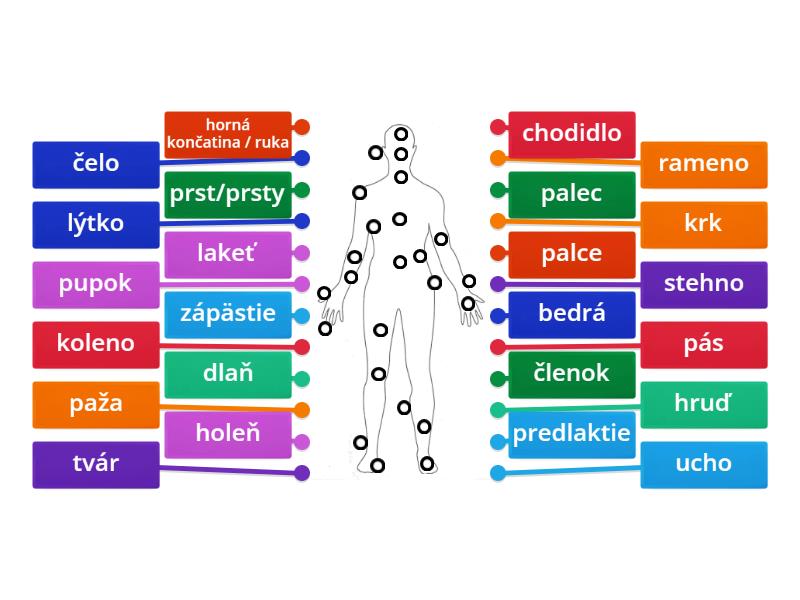 ľudské telo - Labelled diagram