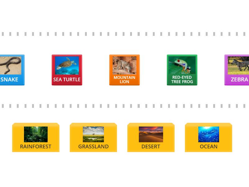 ANIMALS AND THEIR NATURAL HABITATS B2 - Speed sorting