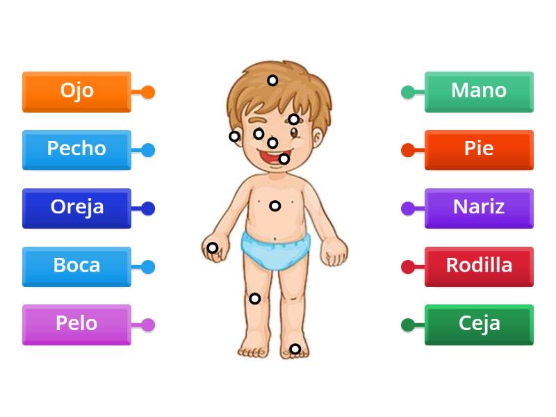 Partes del cuerpo humano - Labelled diagram