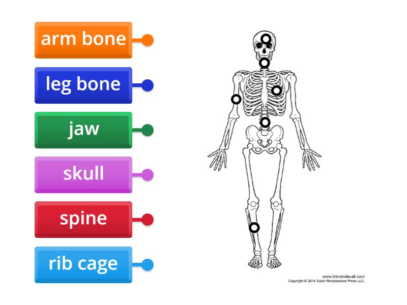 Skeleton - Labelled diagram