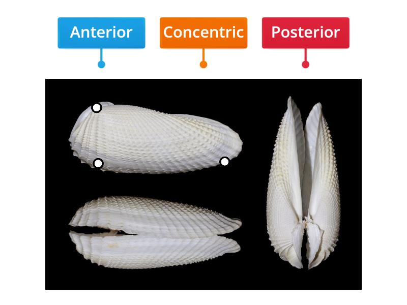 Morphology of an Angel-wing Clam - Labelled diagram