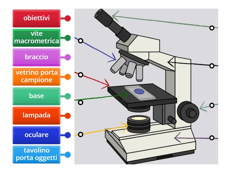 Il microscopio - Labelled diagram