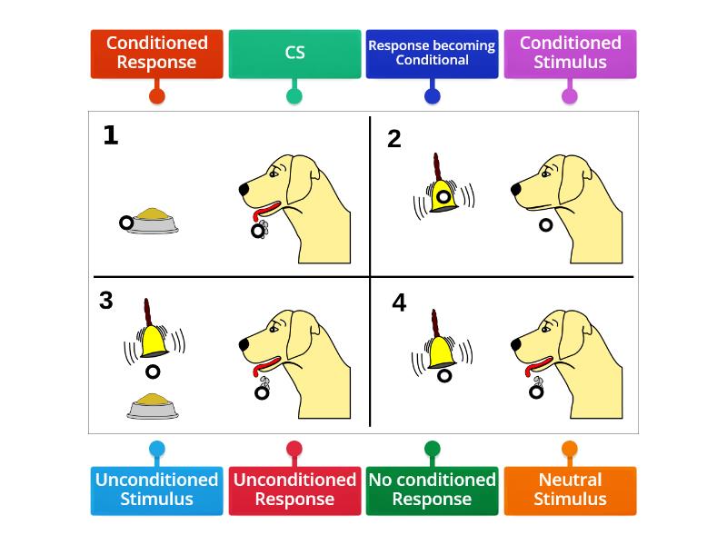 Pavlov's dogs diagram - Labelled diagram