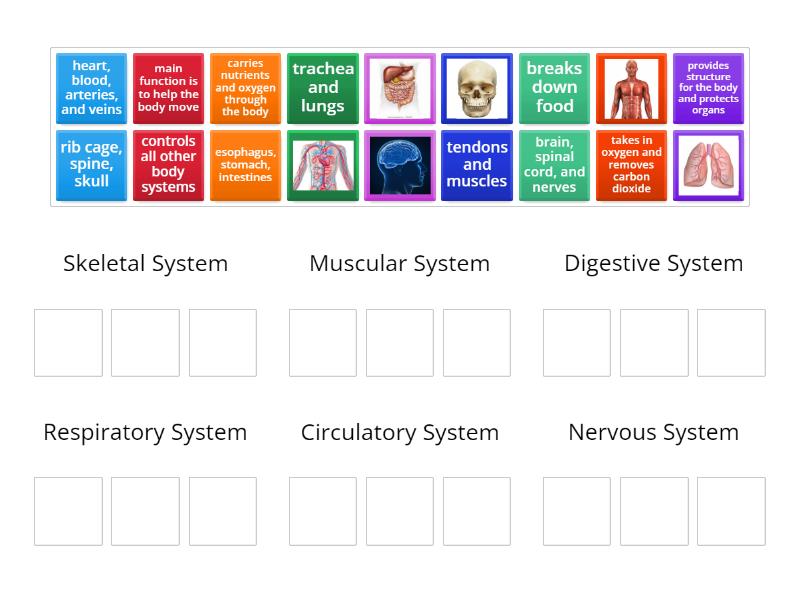 Human Body Systems Structures and Functions - Group sort
