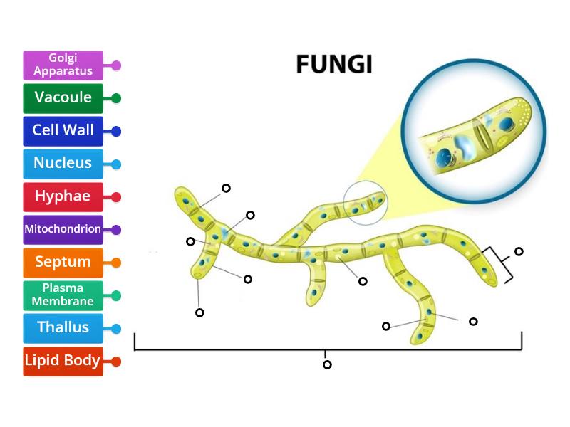 Structure of Fungi - Labelled diagram