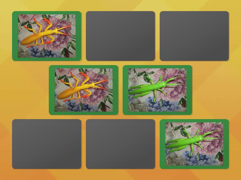 FIND THE SAME INSECT - Matching pairs