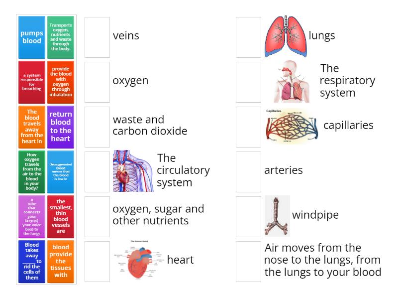 Grade 6circulatory And Respiratory Match Up