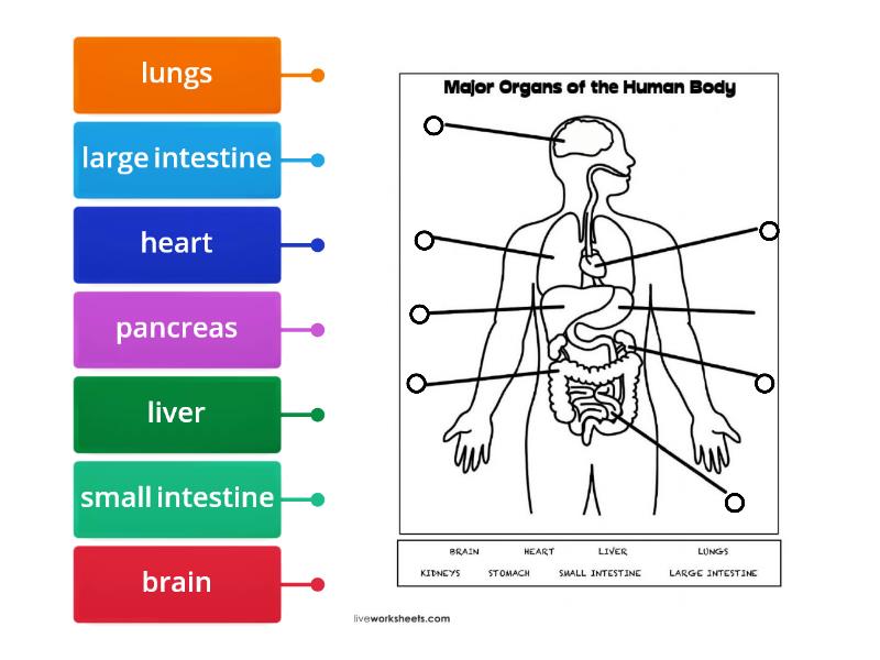 Label the organs - Labelled diagram