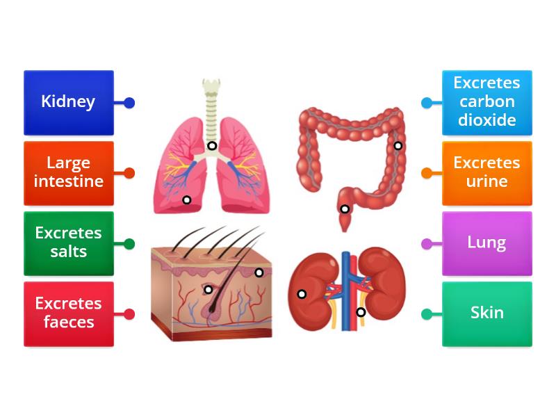 7-how-does-the-body-get-rid-of-wastes-labelled-diagram