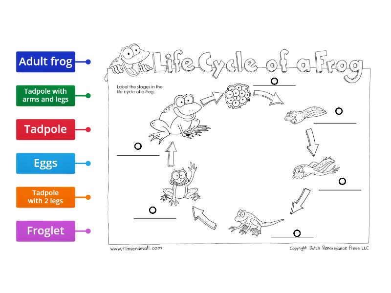 Frog's life cycle - Labelled diagram