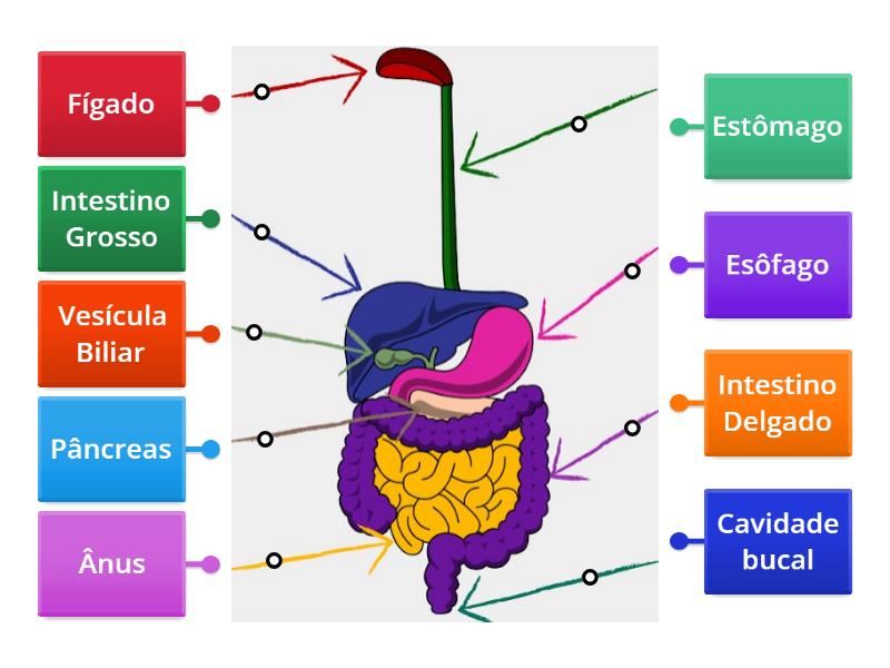 Anatomia sistema digestivo imagem com legenda