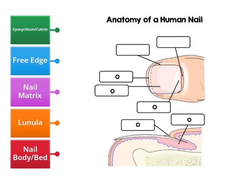 Nail Anatomy - Labelled diagram