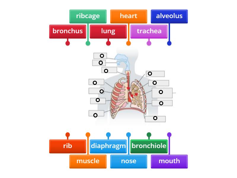 label respiratory system - Labelled diagram