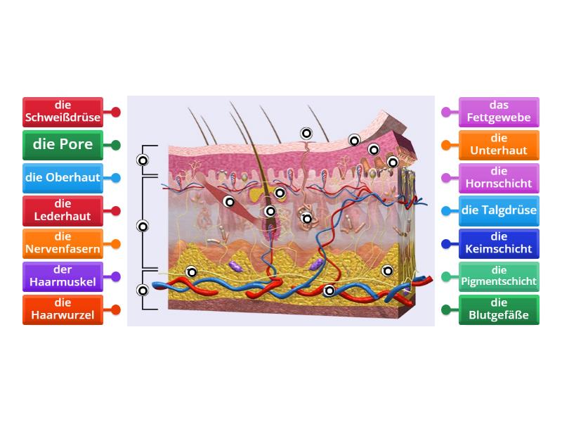 Aufbau der Haut - Labelled diagram