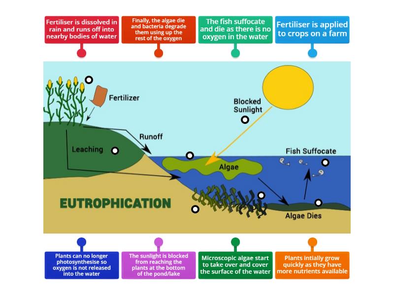 Eutrophication Diagram Ces - Labelled Diagram