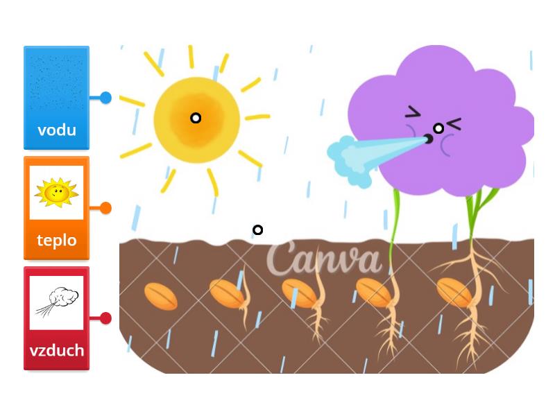 Rastliny - Labelled diagram