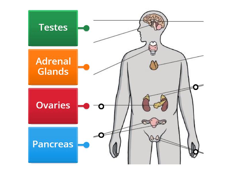 The Endocrine System Labelled