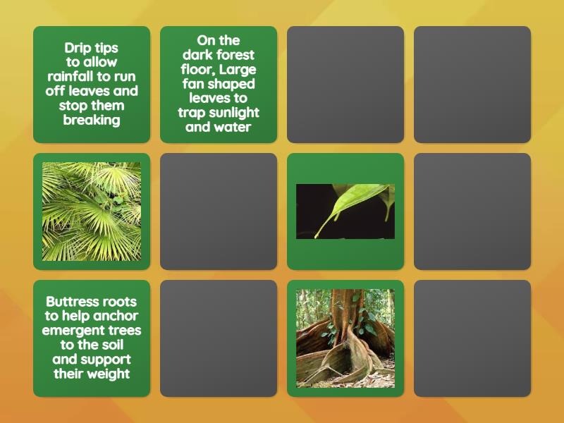 Rainforest Plant Adaptations Matching Pairs