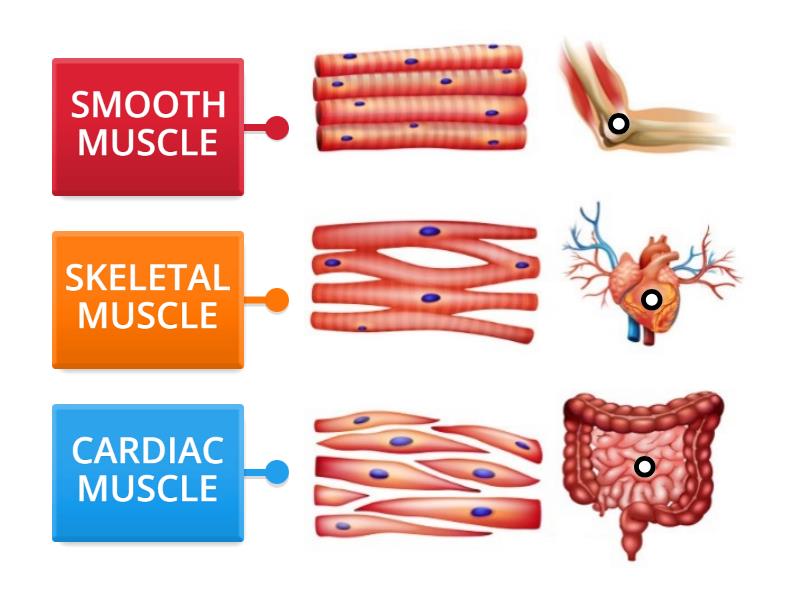 THE MUSCULOSKELETAL SYSTEM (PART 1) - Labelled diagram