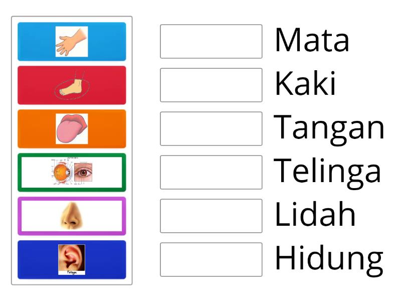 Menyebutkan Anggota Tubuh - Match Up