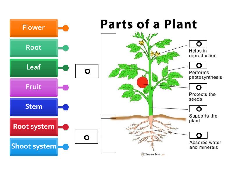 Parts of a Plant - Labelled diagram