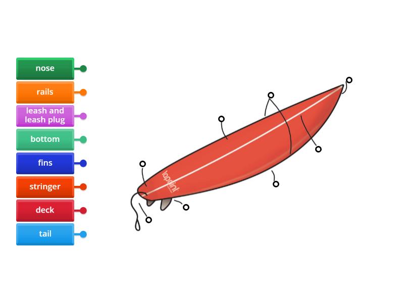 Parts of a surfboard - vocabulary - Labelled diagram