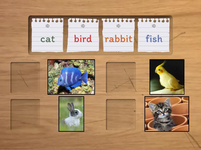 Preschool - My Pets - Match up