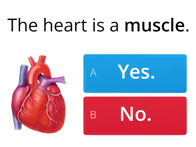 The heart and the lungs quiz